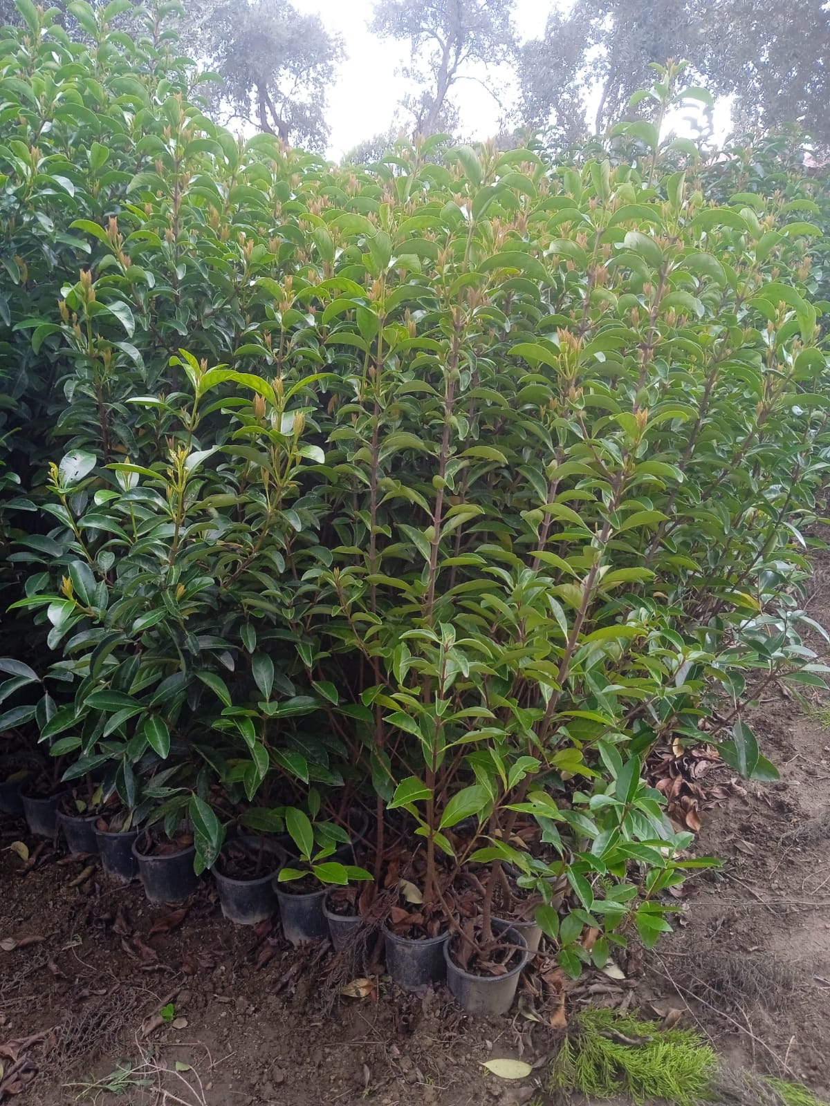 Almina Çiçekçilik 